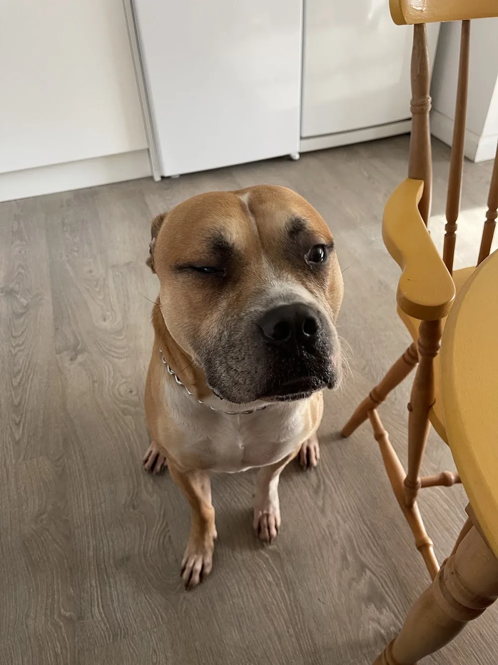 Dog Dotty Doggy Day Care & Boarding (kennel free) - United Kingdom pet otel görseli 3