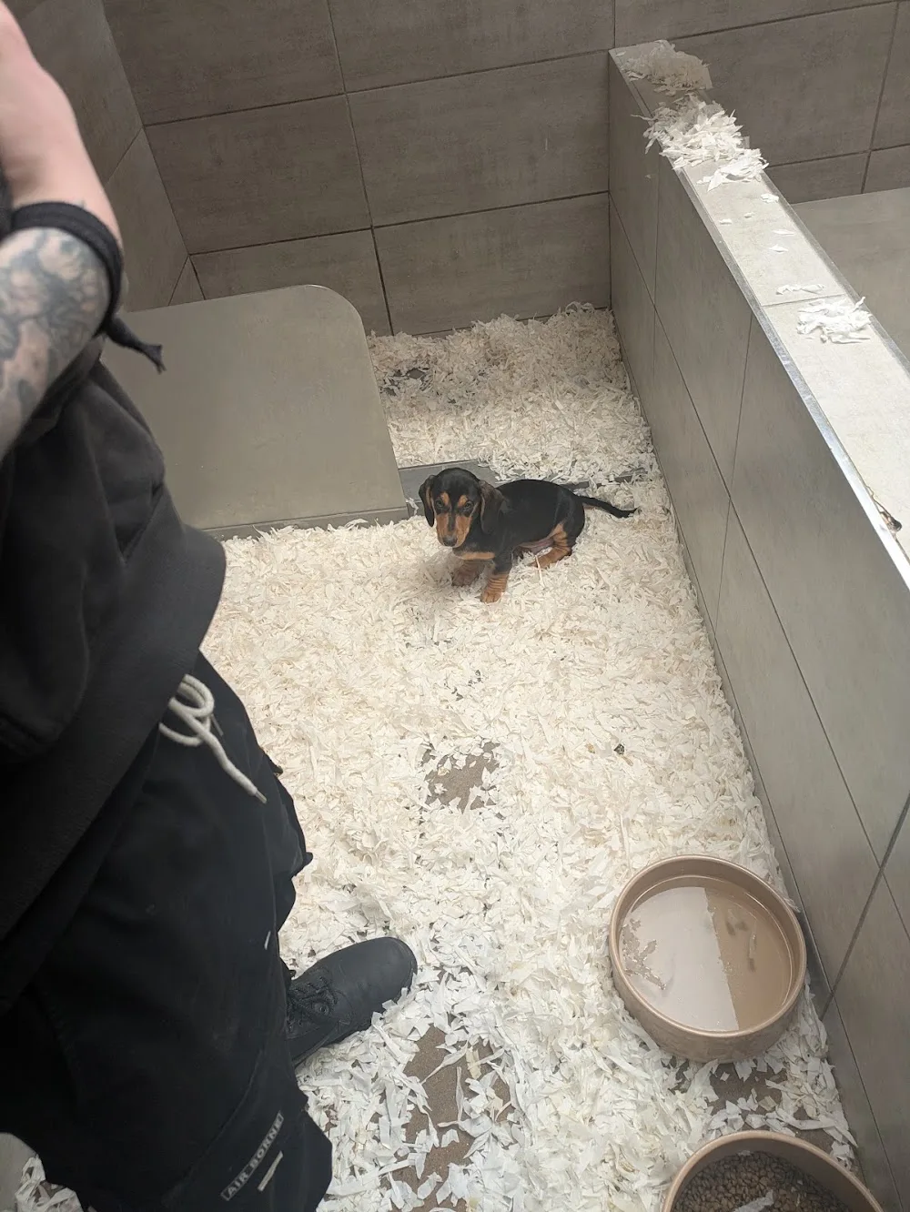Douglas Hall Kennels Ltd - United Kingdom pet otel görseli 2
