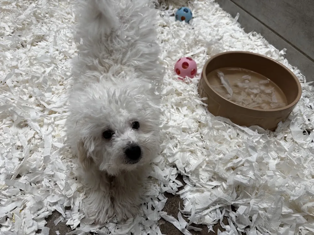 Douglas Hall Kennels Ltd - United Kingdom pet otel görseli 3