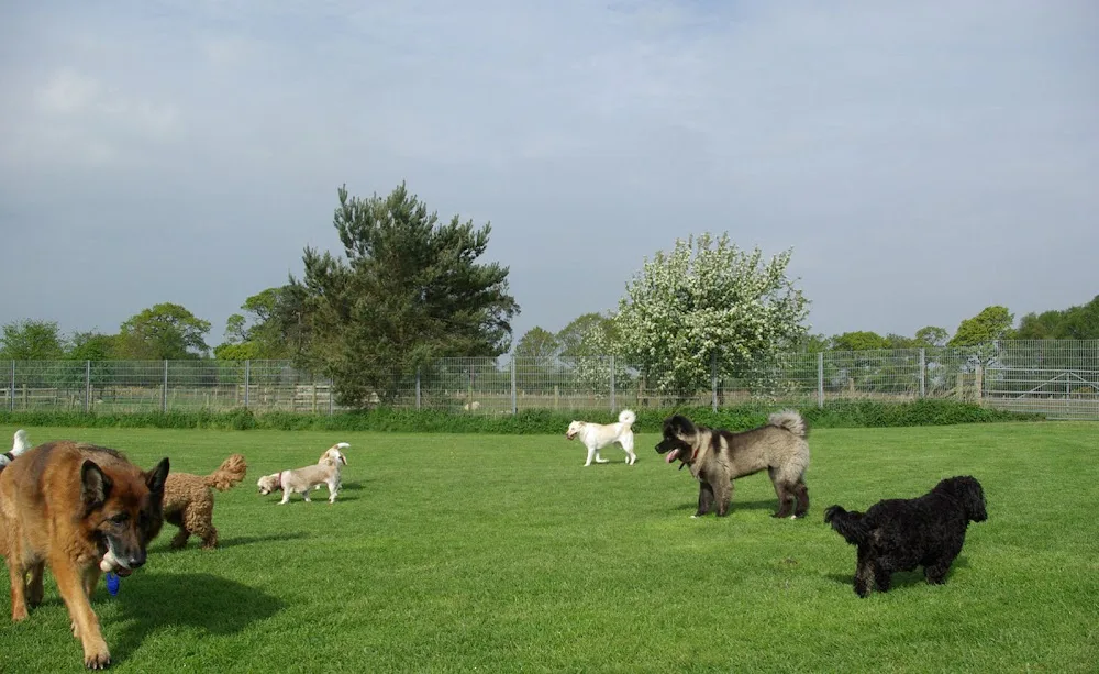 Grays Kennels - United Kingdom pet otel görseli 2