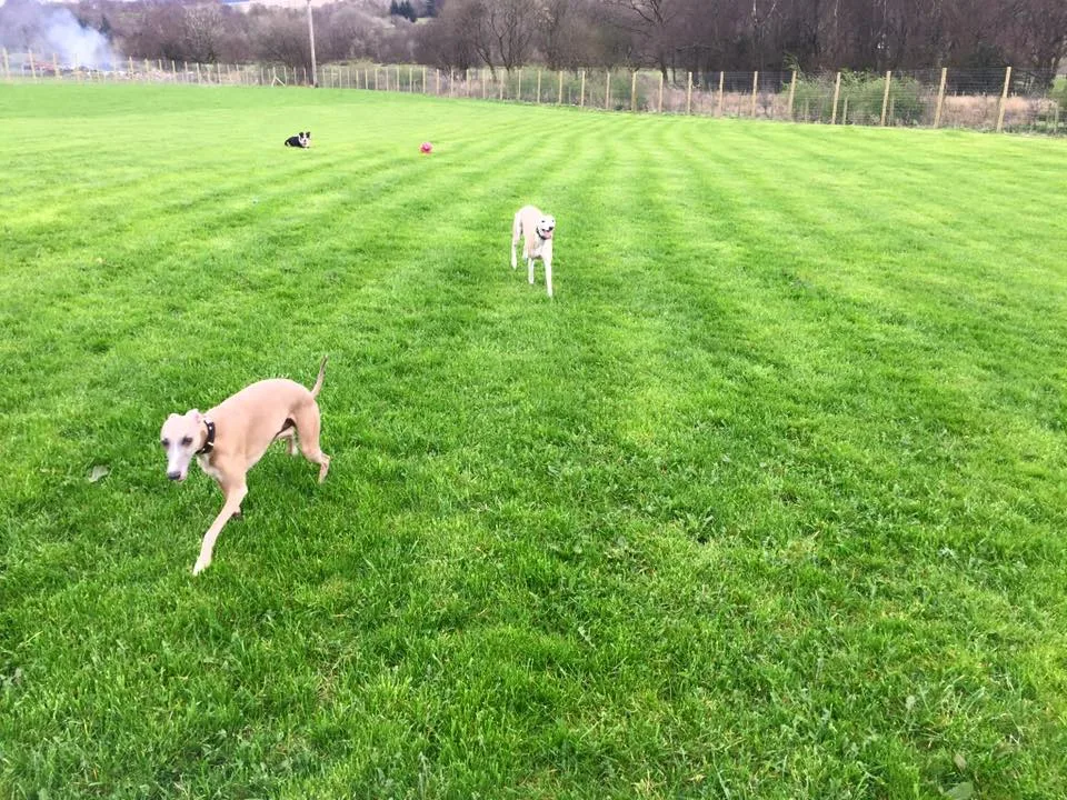Hairy Hound Hotel - United Kingdom pet otel görseli 2