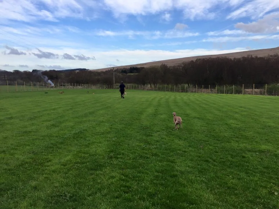 Hairy Hound Hotel - United Kingdom pet otel görseli 3