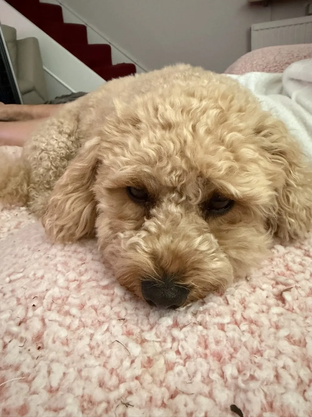 Kellys Kennels - United Kingdom pet otel görseli 3
