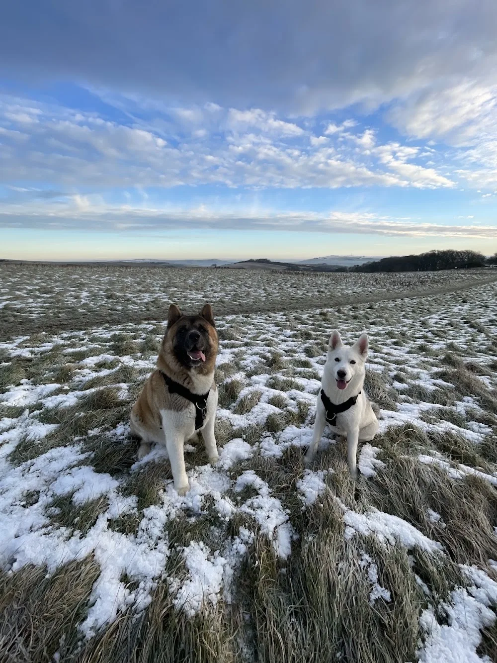 Little Big Adventures Peacehaven - United Kingdom pet otel görseli 2