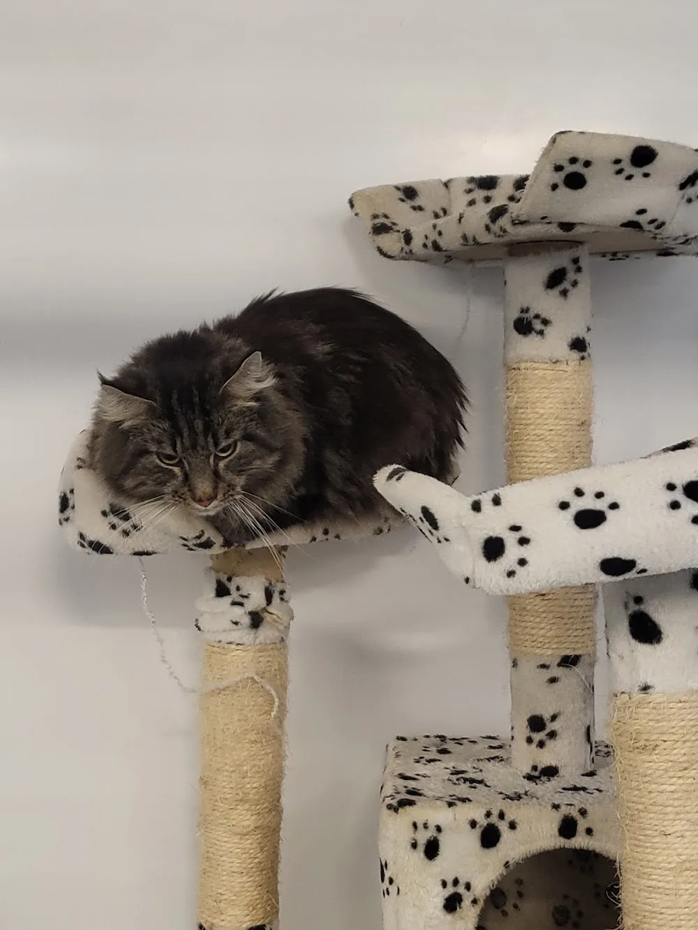 Merryhill Cattery - United Kingdom pet otel görseli 3