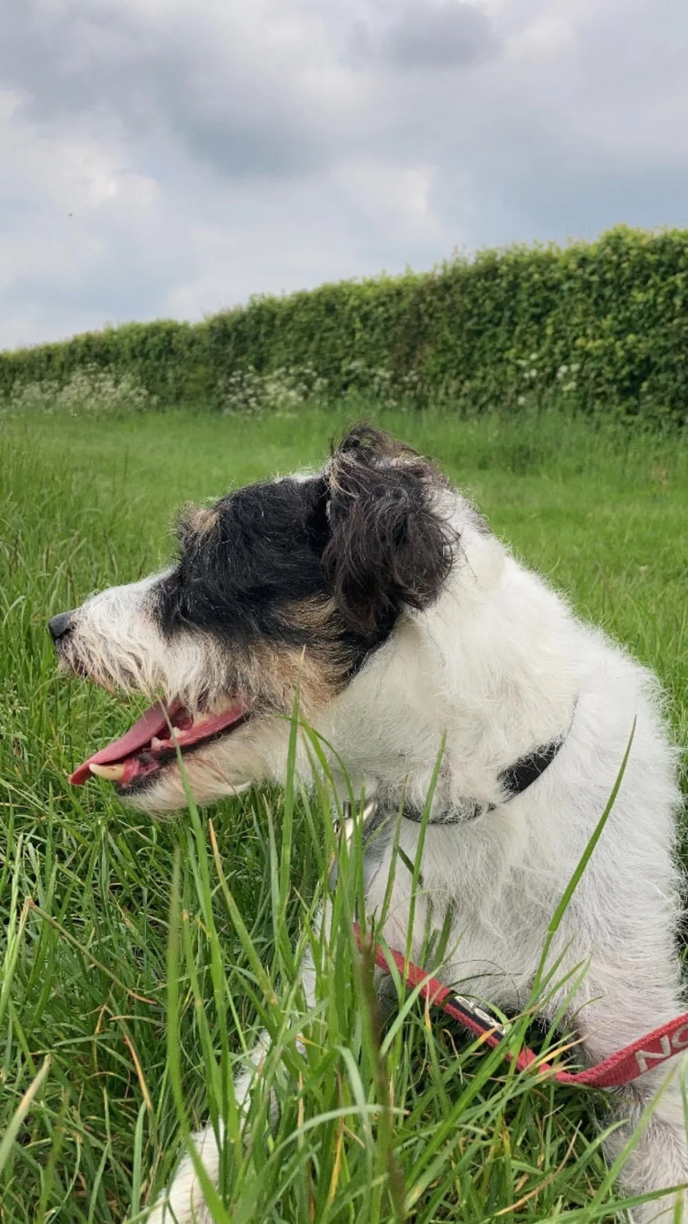 Pampered Pets - United Kingdom pet otel