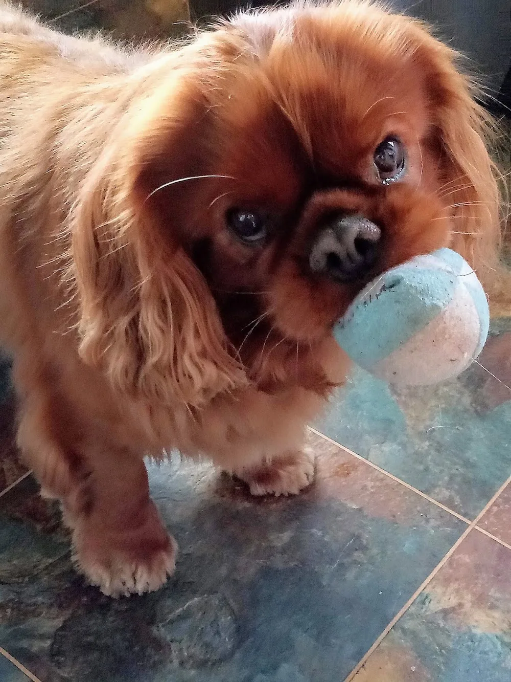 Puppy Love Dog Homestay - United Kingdom pet otel görseli 2