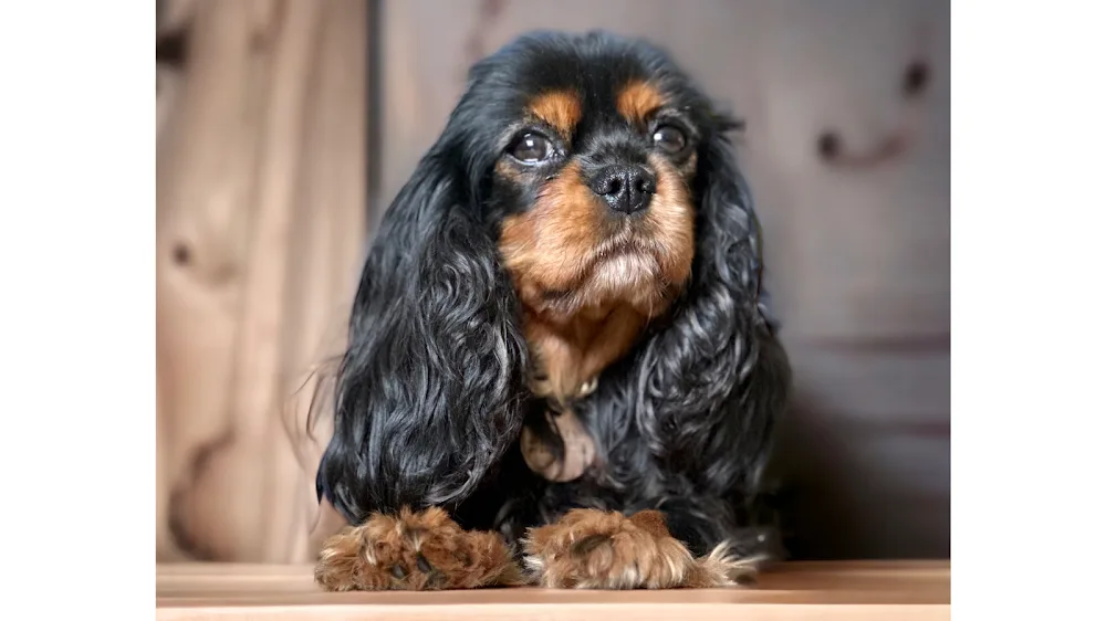 Radnik Kennels - United Kingdom pet otel görseli 2