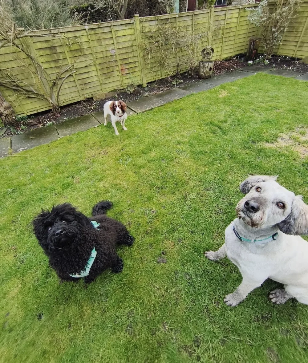 The Dales Dog Hotel - United Kingdom pet otel görseli 2