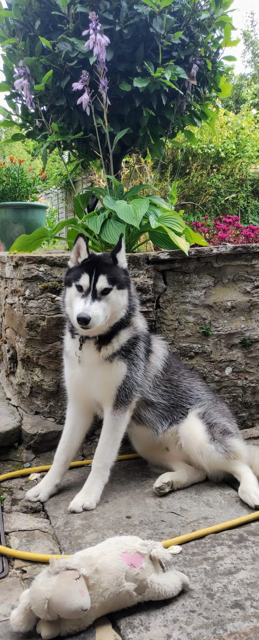 The Dales Dog Hotel - United Kingdom pet otel görseli 3