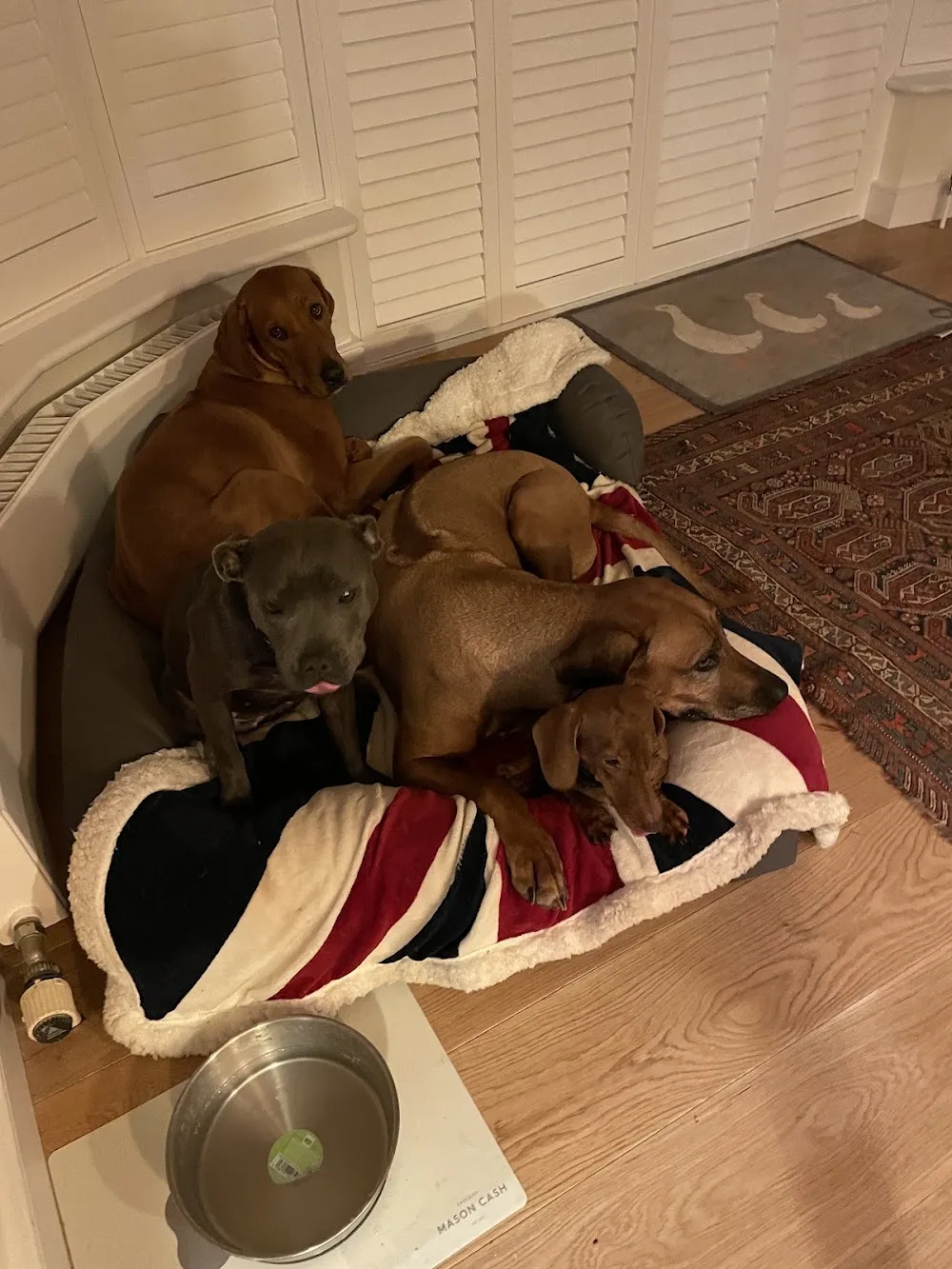 The Dog Hotel Whepstead - United Kingdom pet otel görseli 2