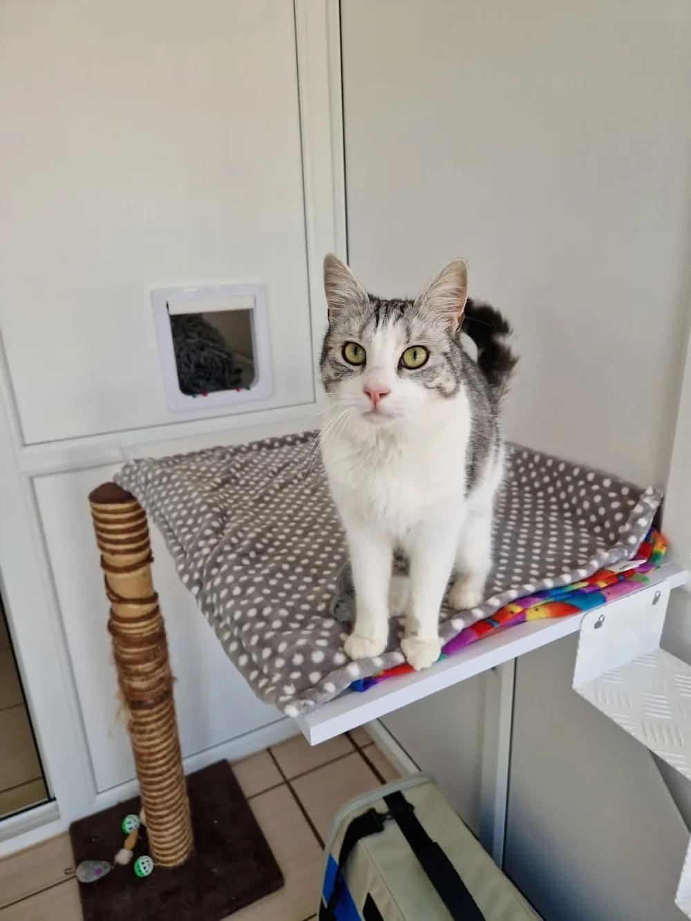 The Kitz Luxury Cat Hotel - United Kingdom pet otel görseli 3