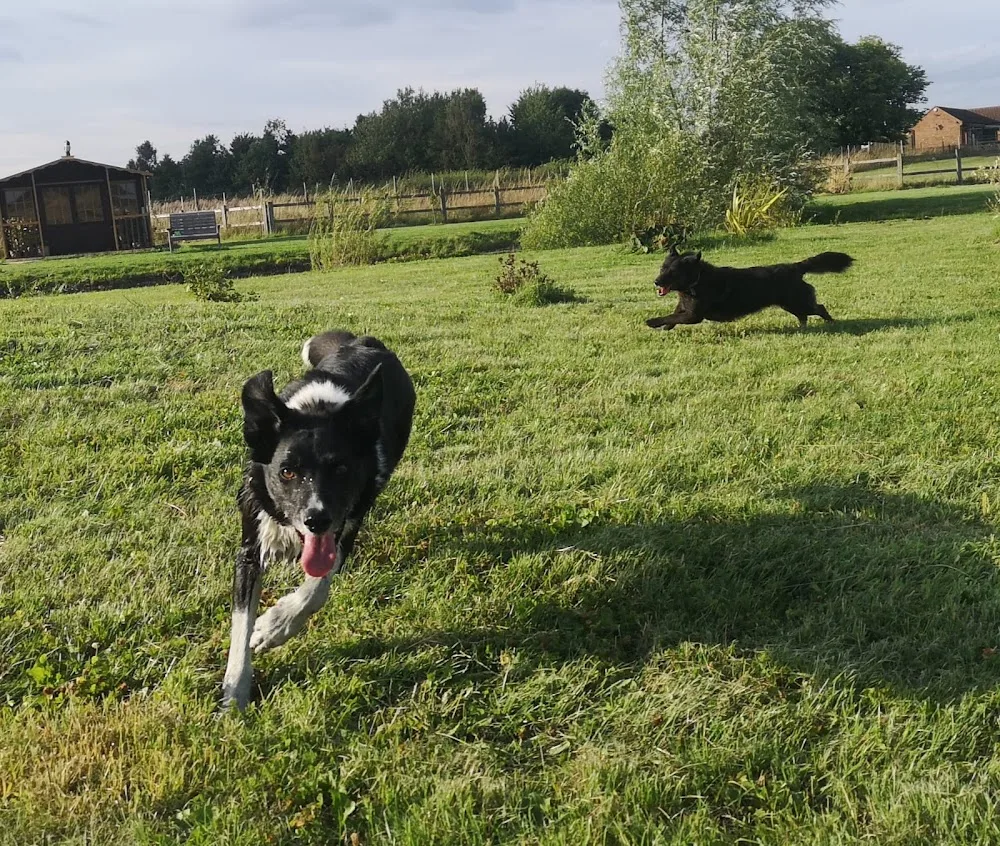 Top Dog Luxury Boarding Suites for Dogs - United Kingdom pet otel görseli 3