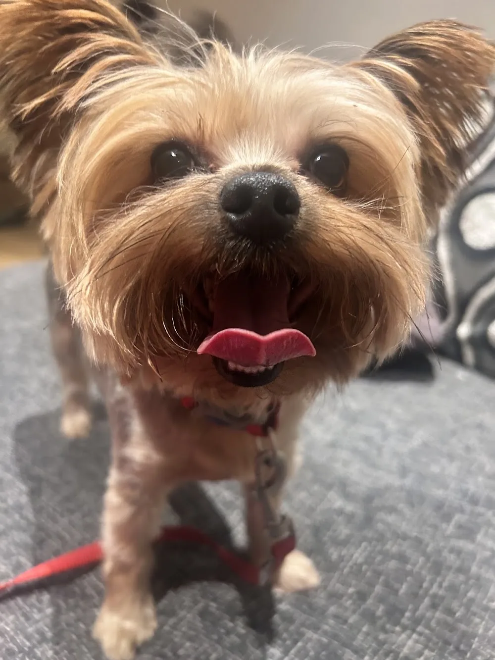 Turners Wood Kennels - United Kingdom pet otel