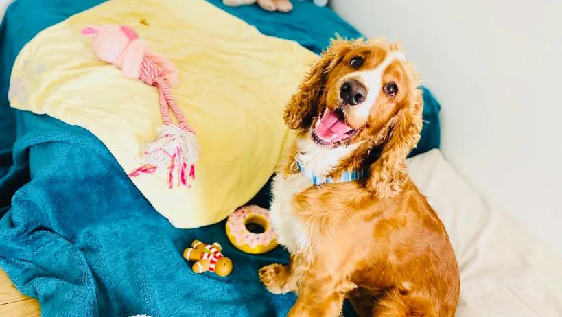 Upholland Luxury Boarding Kennels and Cattery - United Kingdom pet otel görseli 2