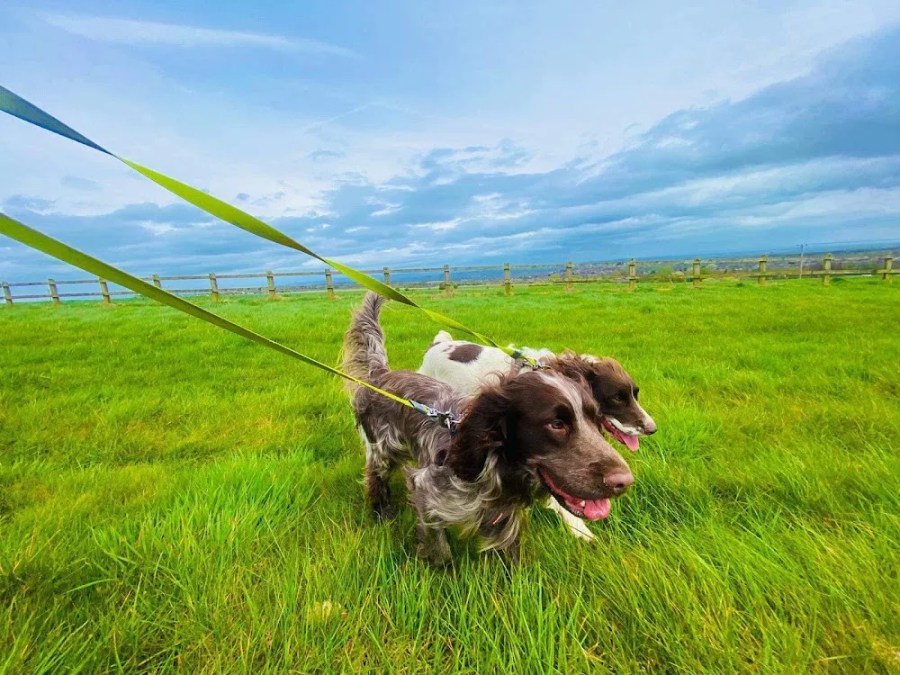 Upholland Luxury Boarding Kennels and Cattery - United Kingdom pet otel görseli 3