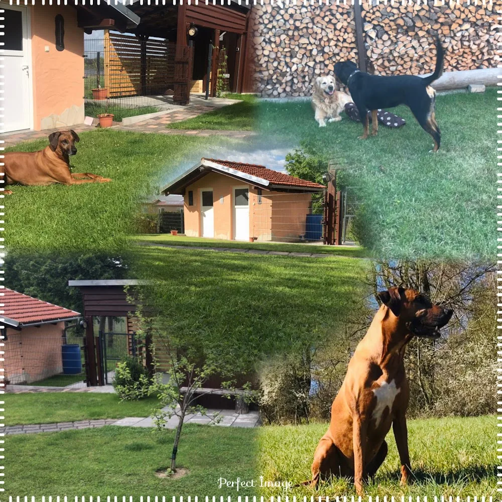 Hundebetreuung Neunhofen - Unterwellenborn pet otel