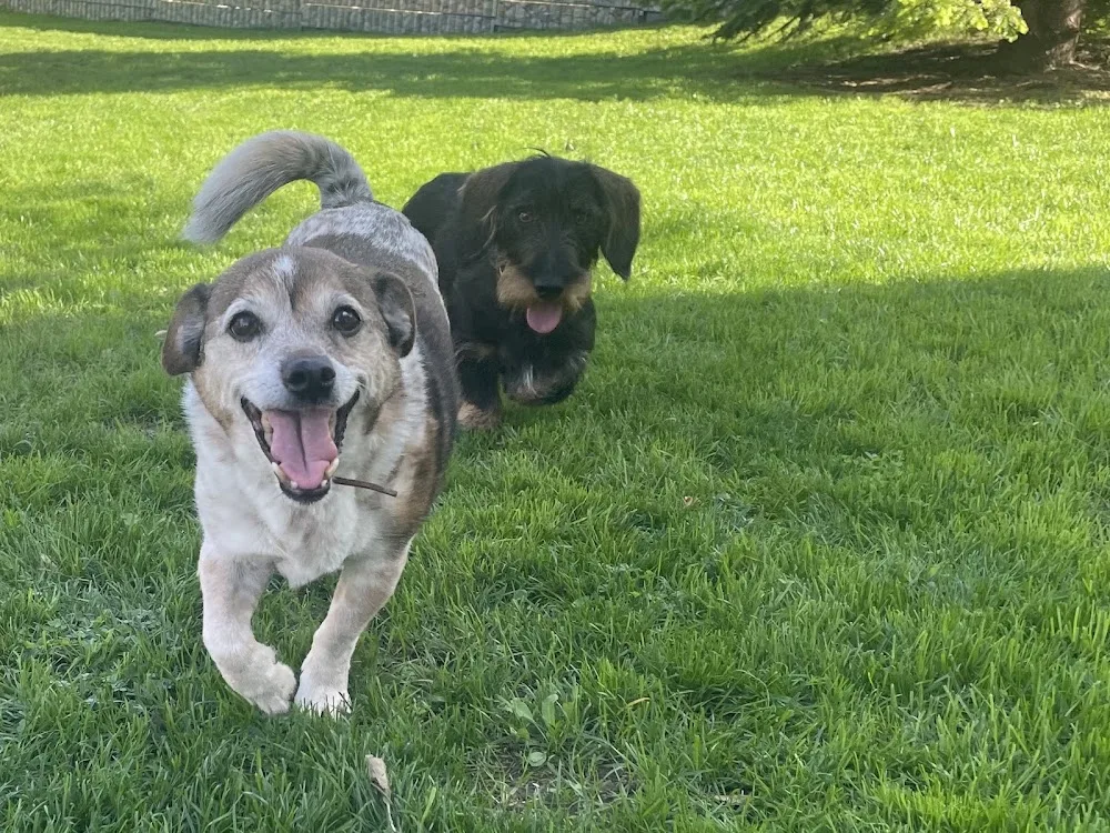Hundebetreuung Neunhofen - Unterwellenborn pet otel görseli 3
