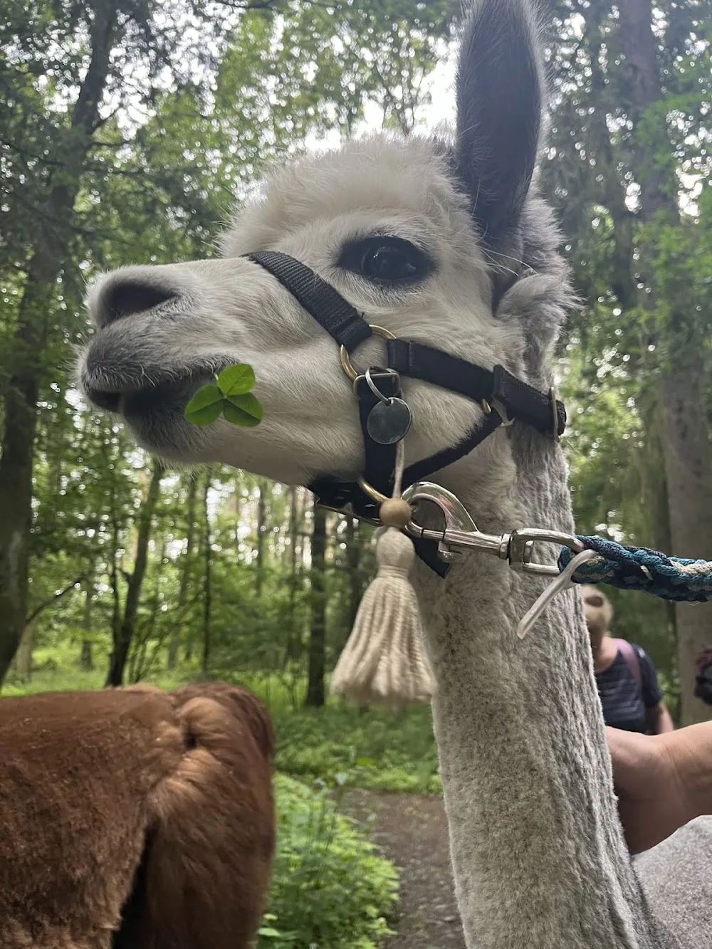 tierisch ER leben - Lamas und Alpakas vom Althof - Unterwellenborn pet otel görseli 3