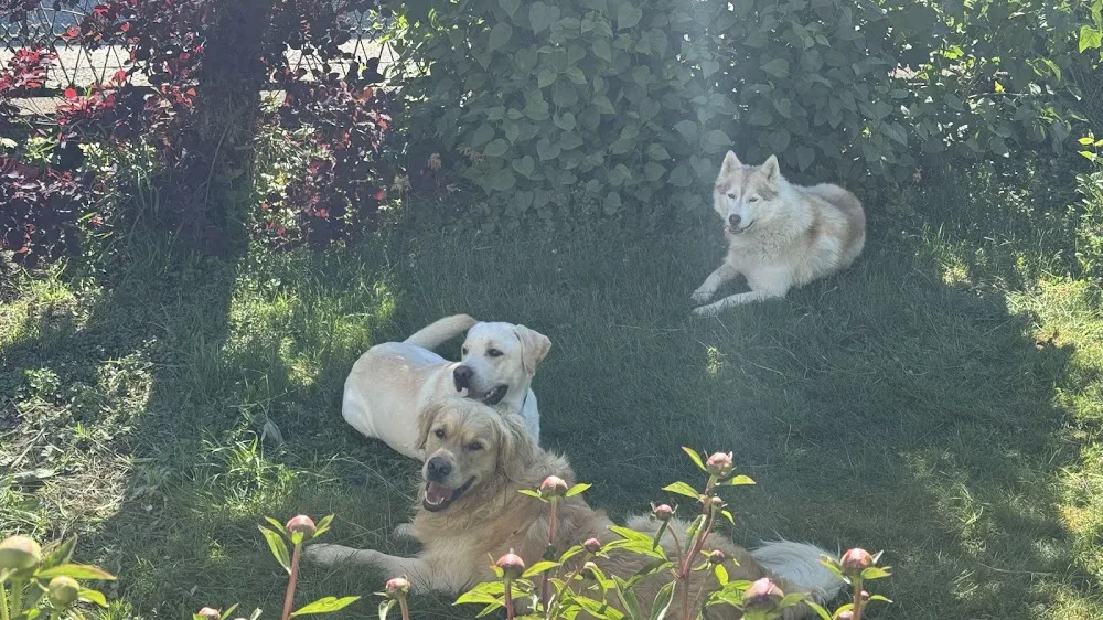 DogMom Hundebetreuung - Lisa Zellinger - Upper Austria pet otel görseli 2