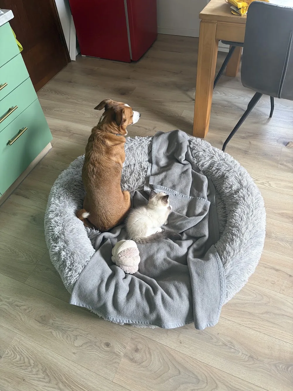 DogMom Hundebetreuung - Lisa Zellinger - Upper Austria pet otel görseli 3