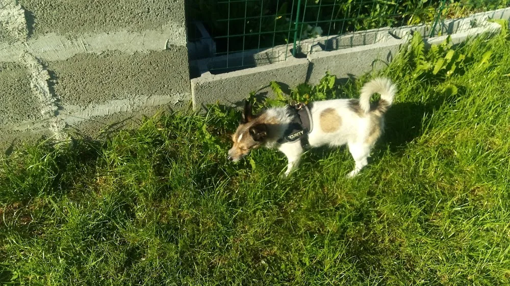 Franziska Brandstetter Tierpension - Upper Austria pet otel