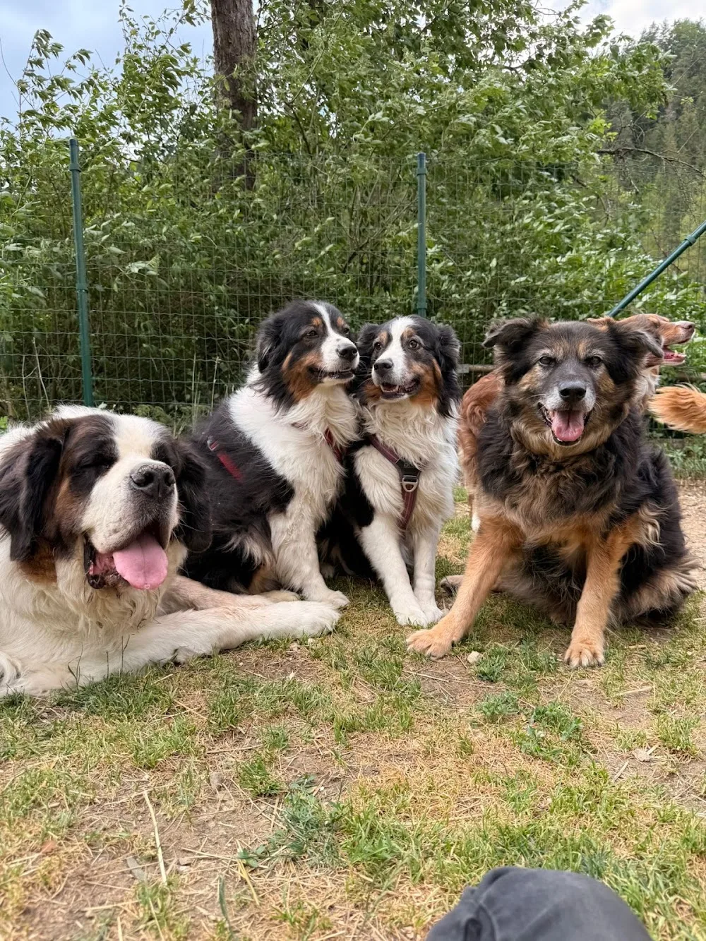 Happy Animals - Hundepension - Upper Austria pet otel görseli 3