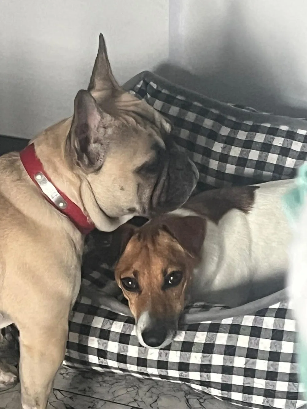 Brutus Royal Dog - luksusowy hotel dla zwierząt - Upper Silesia pet otel görseli 3