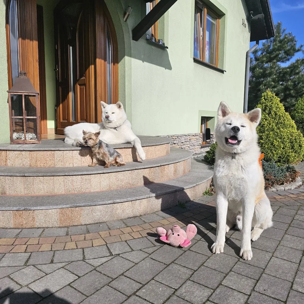 Dog Royal Hotel - Hotel dla Psów Psi Hotel - Upper Silesia pet otel görseli 3