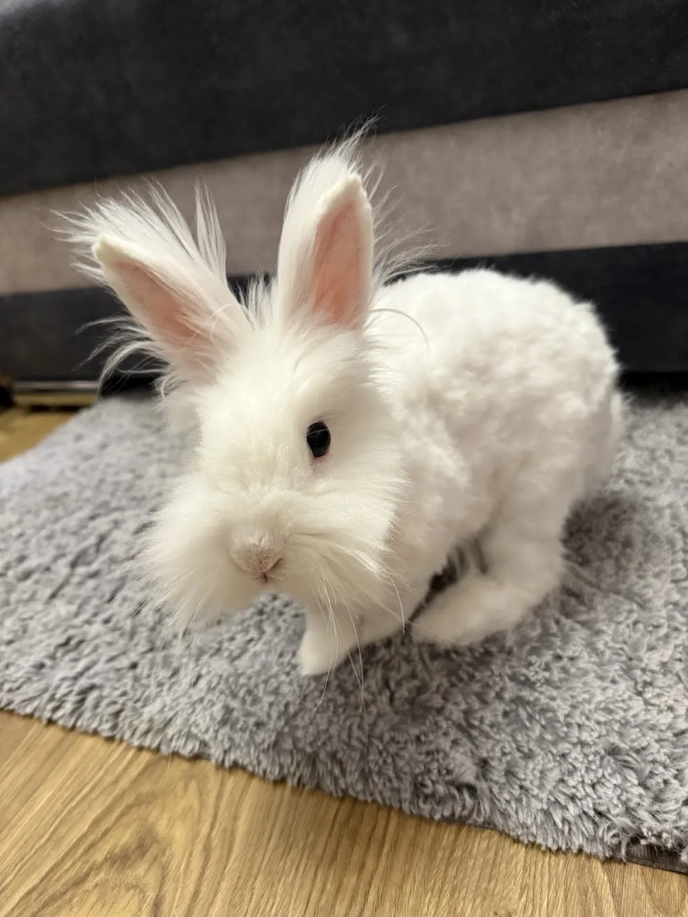 Romuś-Style Grooming & Bunny Hotel Zoopsycholog Behawiorysta Królików Anna Jasnowska - Upper Silesia pet otel