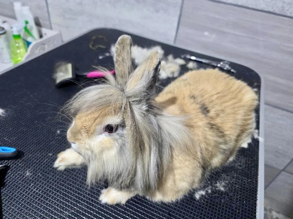Romuś-Style Grooming & Bunny Hotel Zoopsycholog Behawiorysta Królików Anna Jasnowska - Upper Silesia pet otel görseli 3