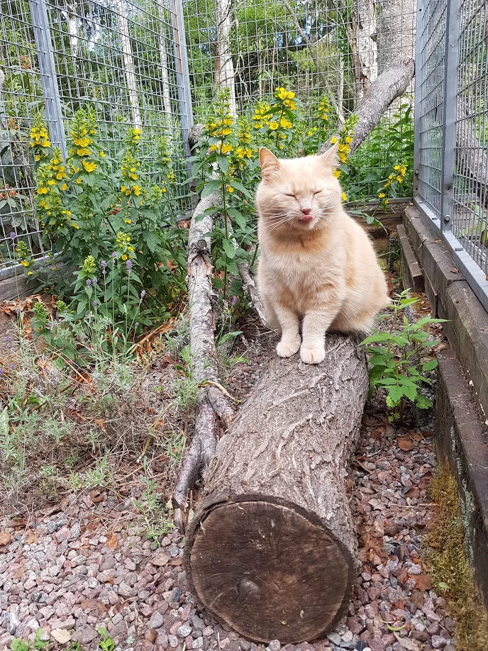 Almunge Kattpensionat - Uppsala pet otel