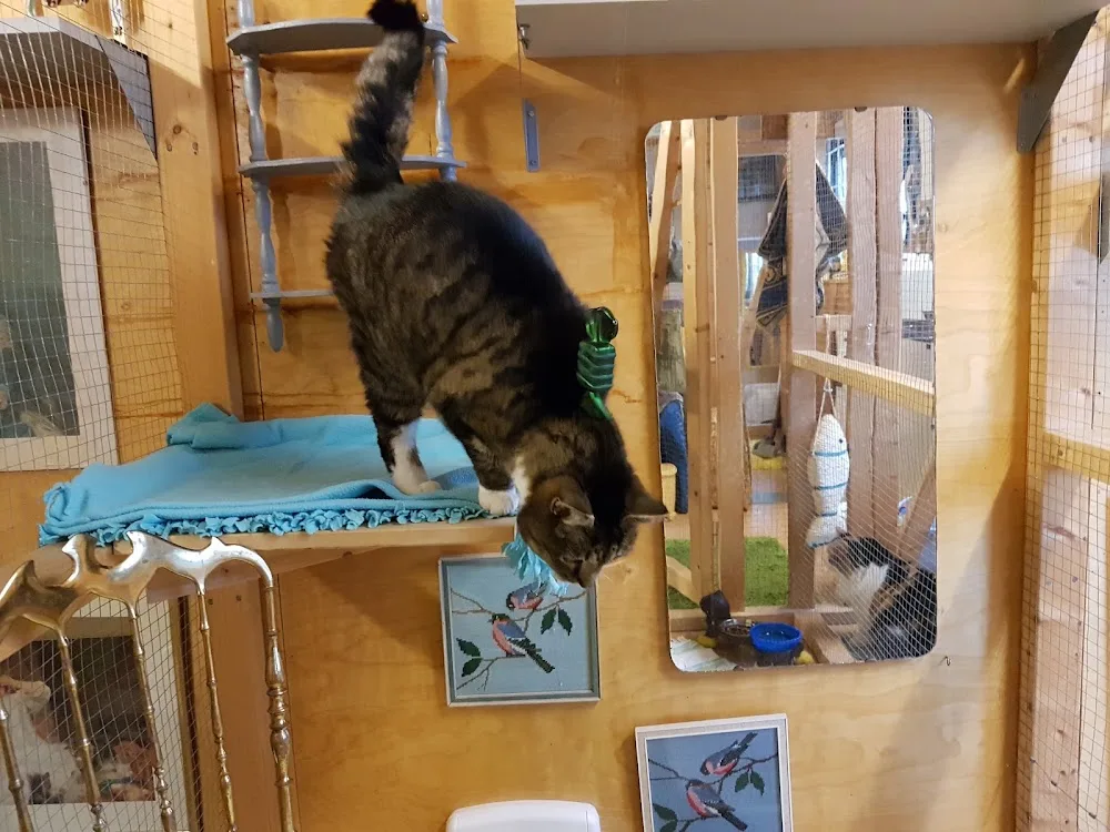 Almunge Kattpensionat - Uppsala pet otel görseli 3