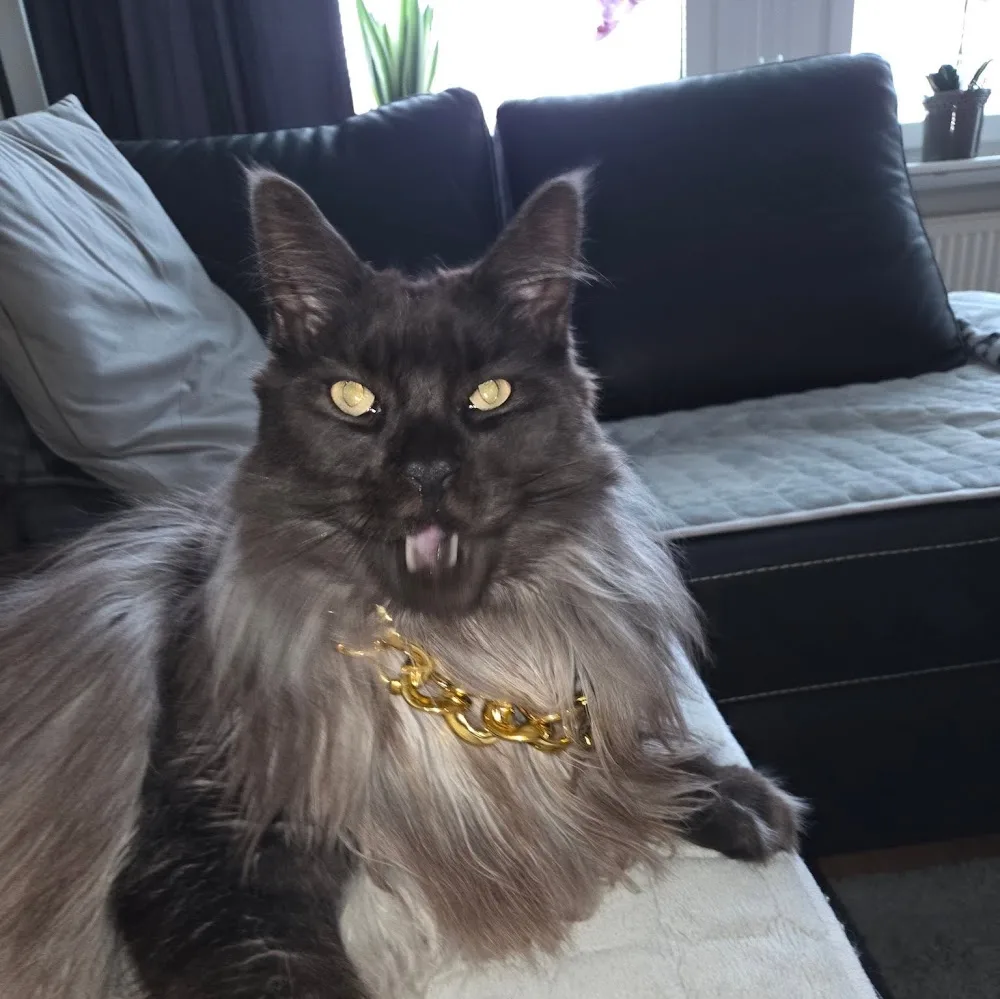 Vendels kattpensionat - Uppsala pet otel