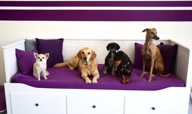 The Dog Lounge Steinhausen & Rotkreuz l Hundebetreuung Zug l Hundesitter l Hundepension - Uri pet otel