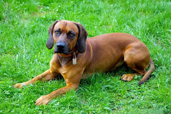 The Dog Lounge Steinhausen & Rotkreuz l Hundebetreuung Zug l Hundesitter l Hundepension - Uri pet otel görseli 3