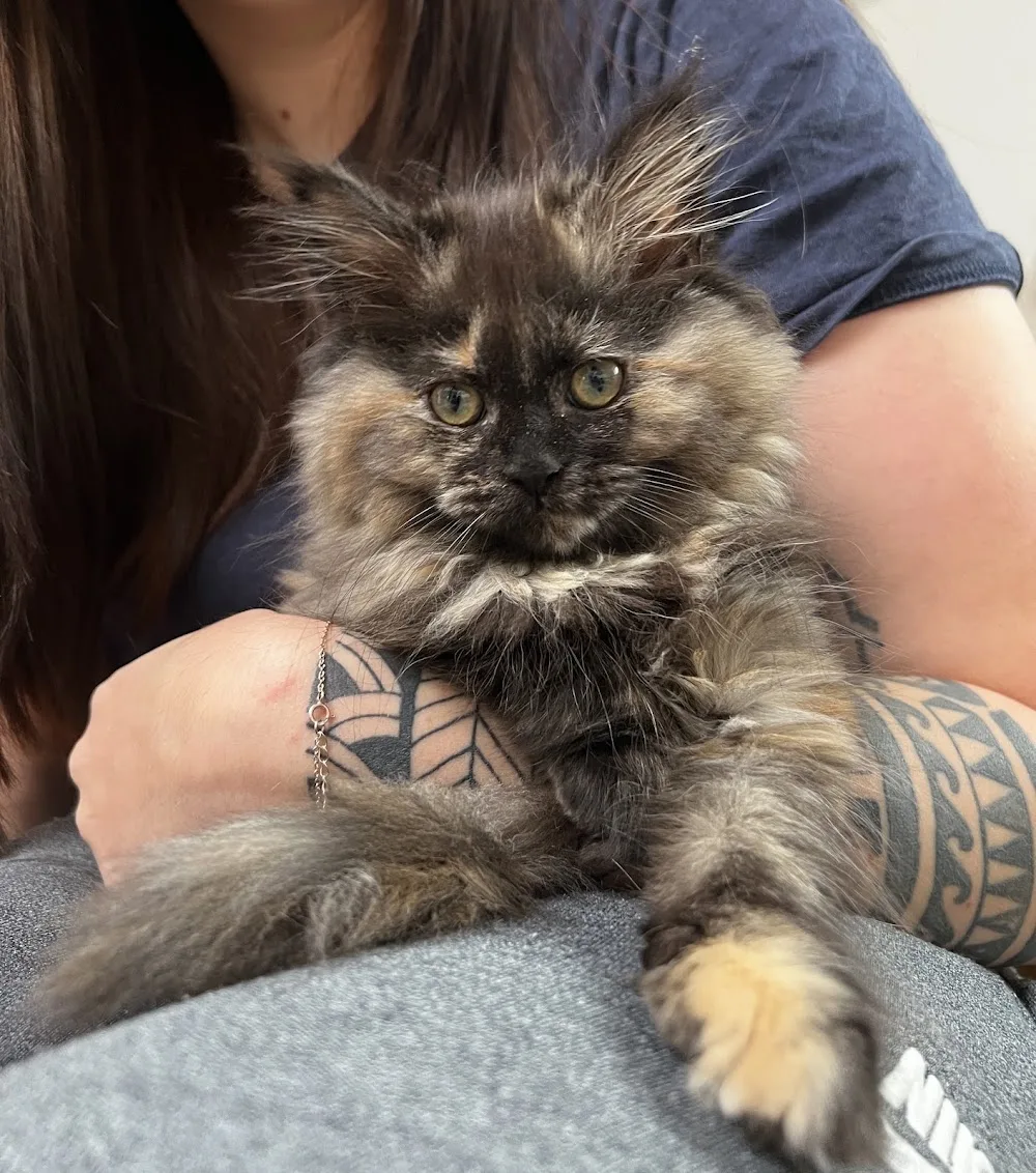 Cattery vom Engeldorf - Ústecký kraj pet otel görseli 3