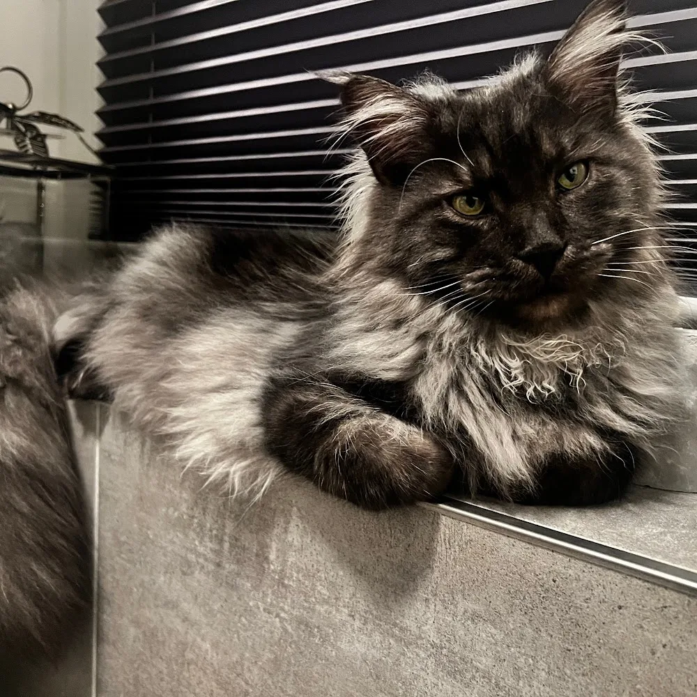 Cattery vom Engeldorf - Ústecký kraj pet otel görseli 4