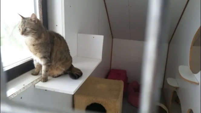 Katzenpension am Kuckuckstein - Ústecký kraj pet otel