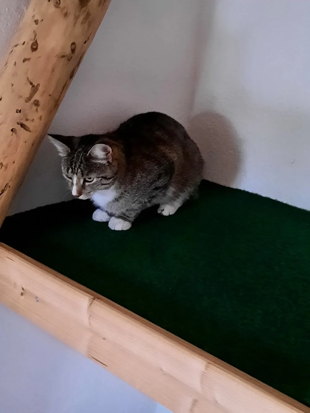 Katzenpension am Kuckuckstein - Ústecký kraj pet otel görseli 3