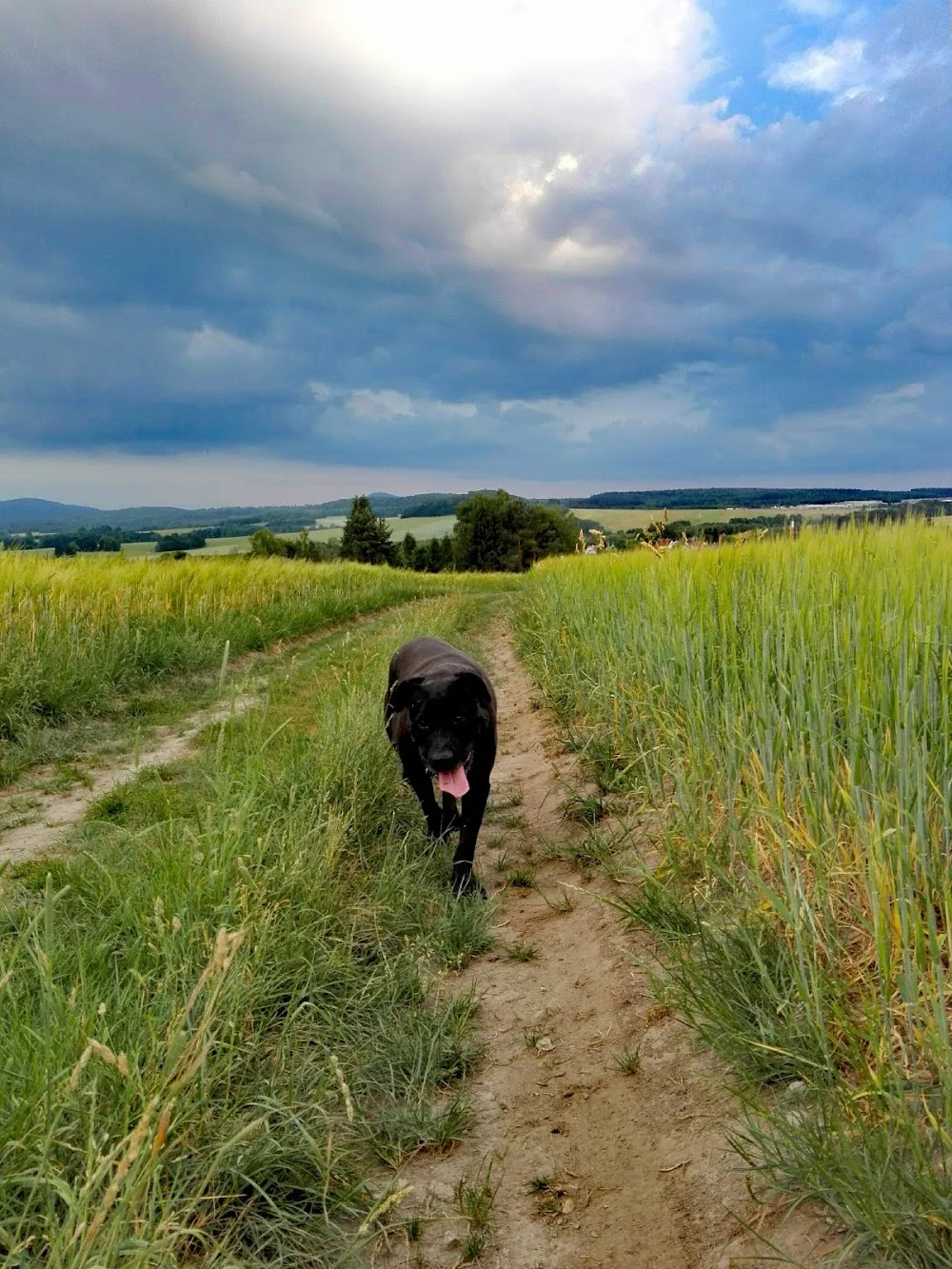 Konečně šťastný domov - Ústecký kraj pet otel