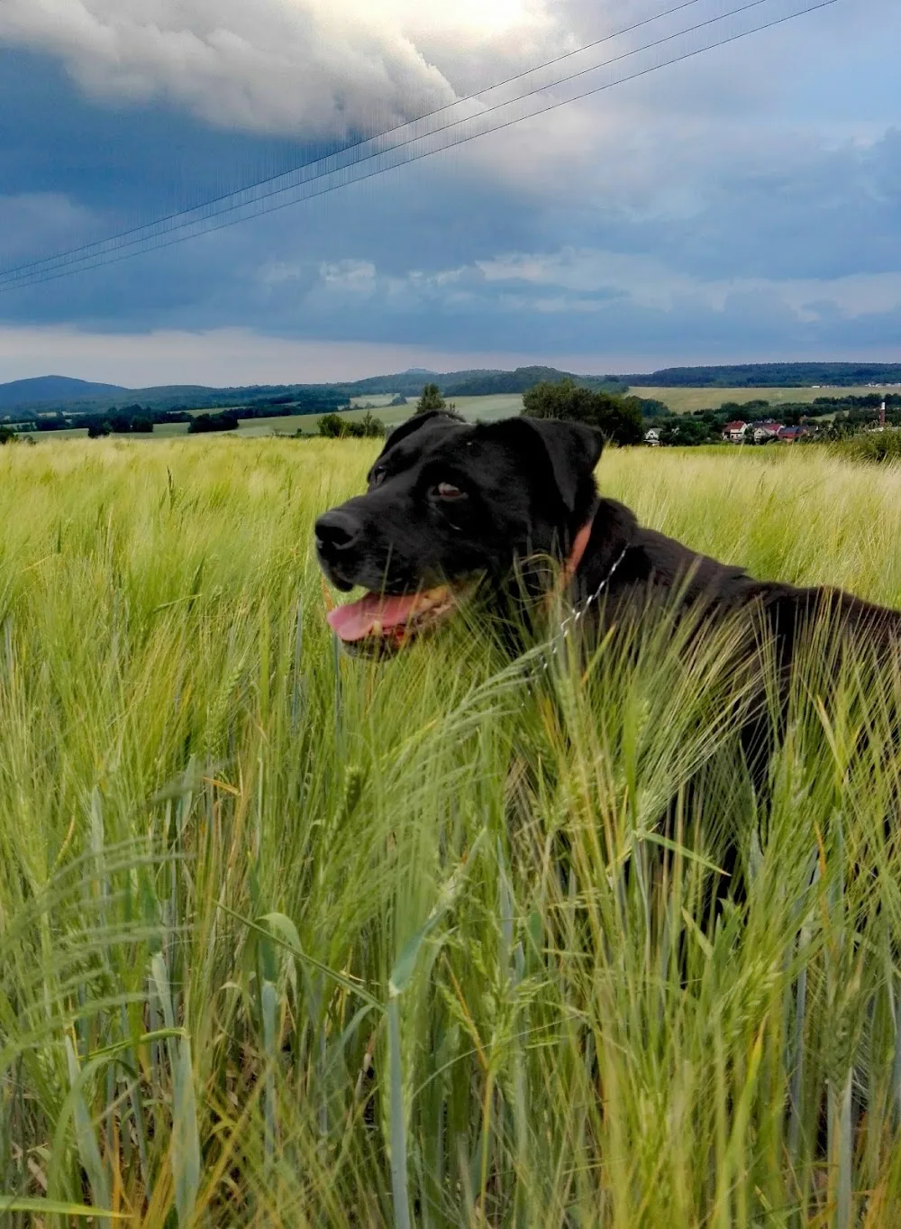 Konečně šťastný domov - Ústecký kraj pet otel görseli 3
