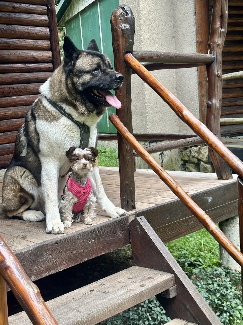 Rodinné hlidání psů - Ústí nad Orlicí pet otel görseli 3