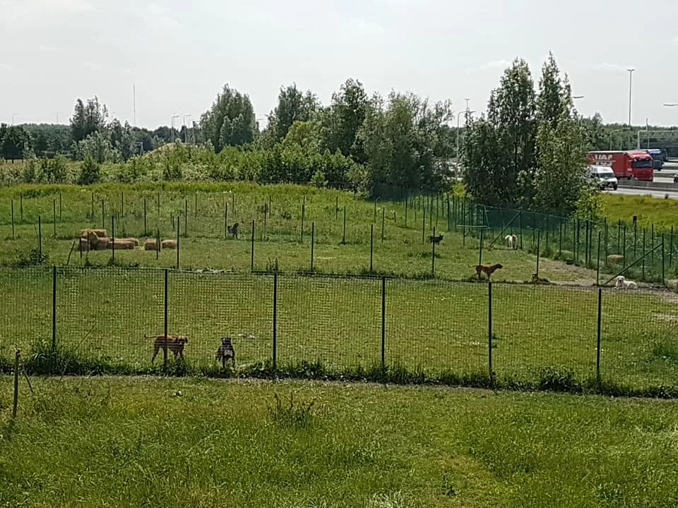 Banjer Dagopvang & Uitlaatservice - Utrecht pet otel