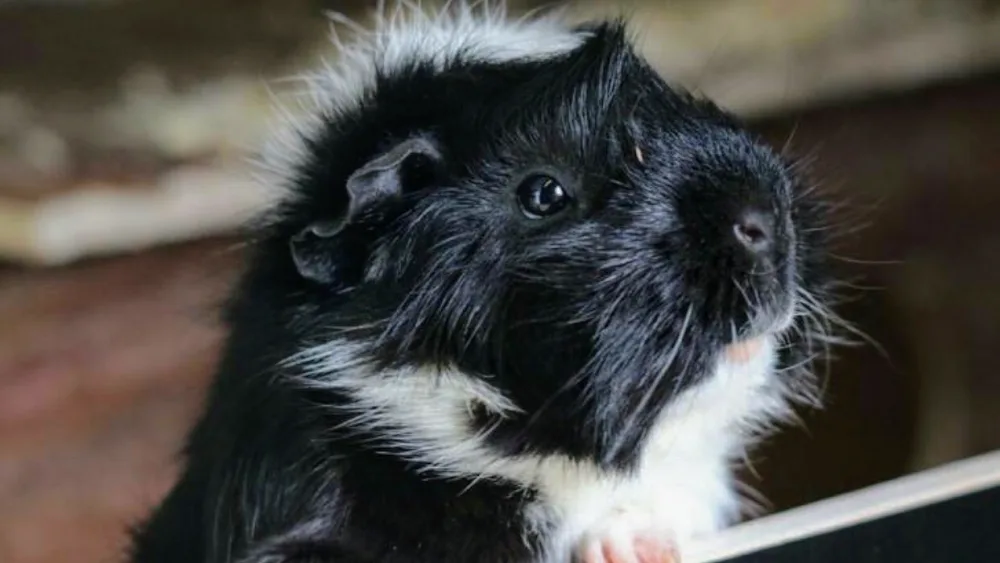 Cavia Opvang & Herplaatsing Maarssen - Utrecht pet otel