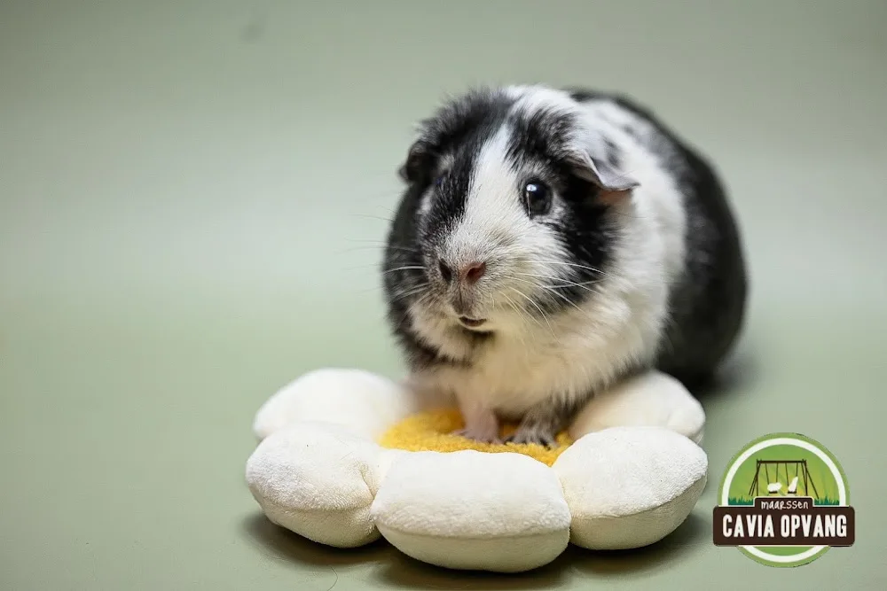 Cavia Opvang & Herplaatsing Maarssen - Utrecht pet otel görseli 3
