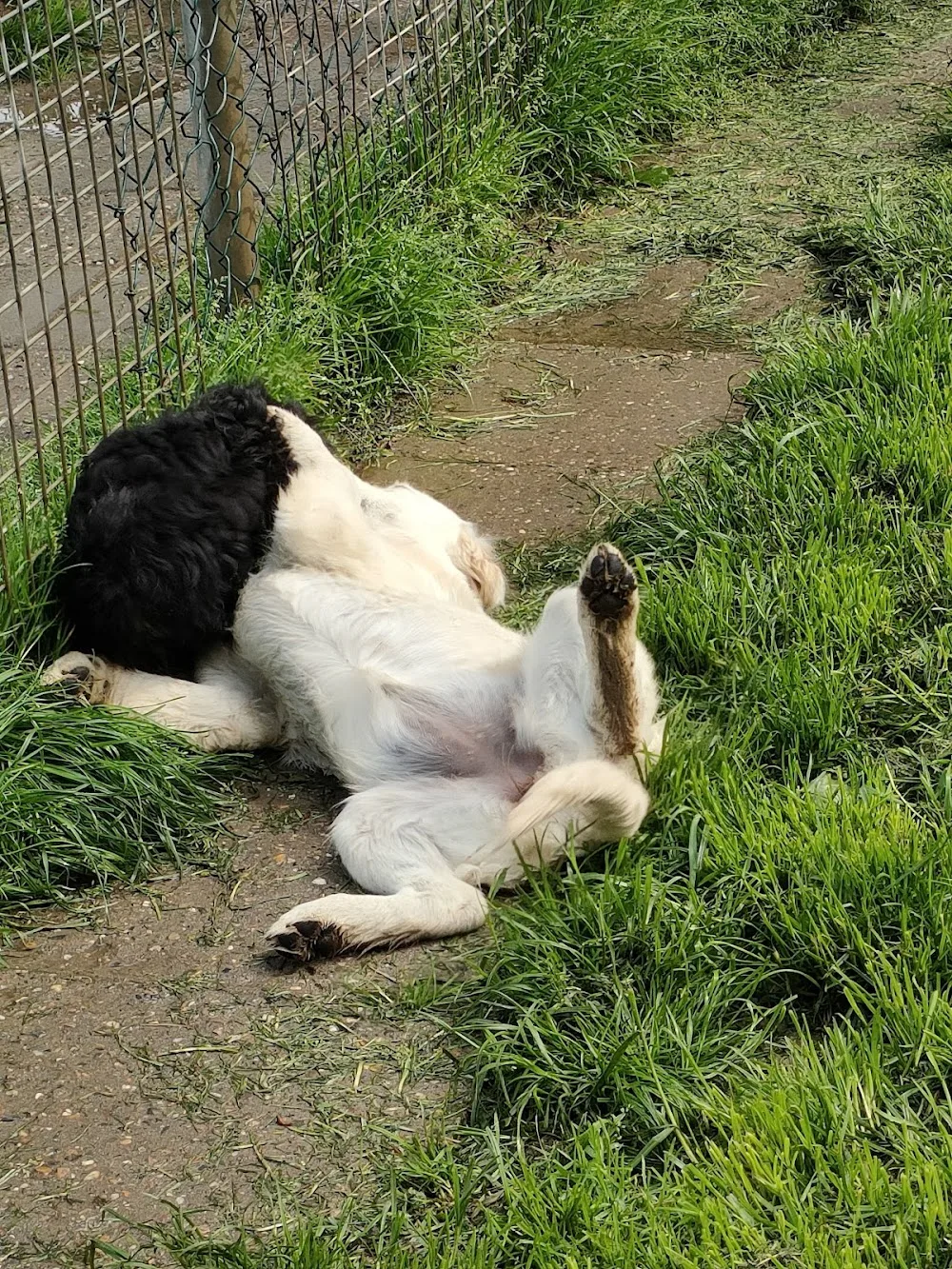 Dierenhotel Dijkzicht - Utrecht pet otel görseli 3