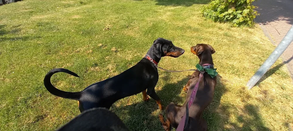 dobermann RM - Russkaja Mechta - Utrecht pet otel
