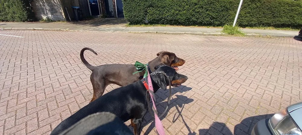 dobermann RM - Russkaja Mechta - Utrecht pet otel görseli 3