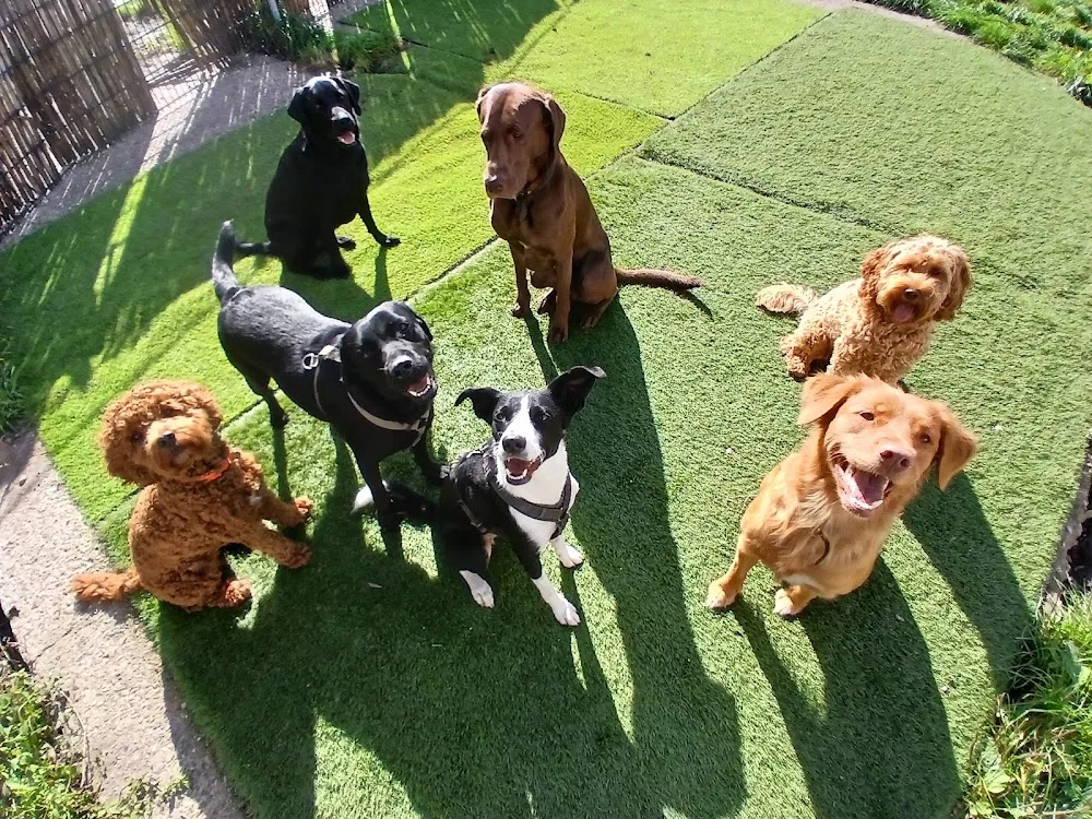 Hondendagopvang Dogs Farm - Utrecht pet otel